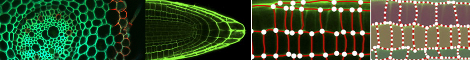 CellSet